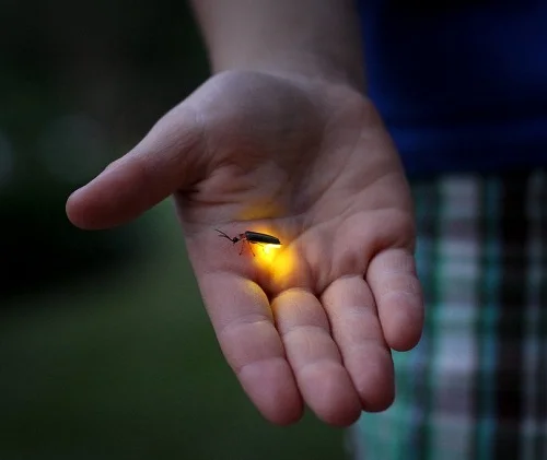 Is firefly a symbol of love?