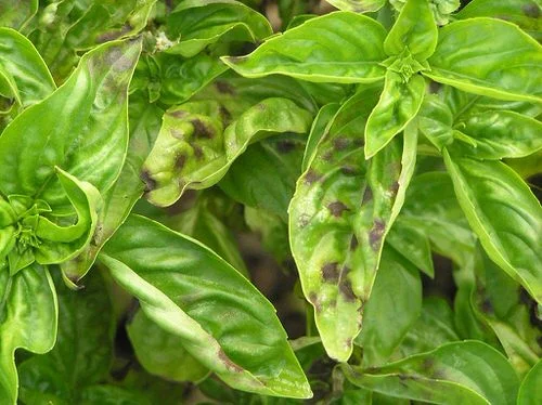 How Do You Keep Chopped Basil From Turning Black?